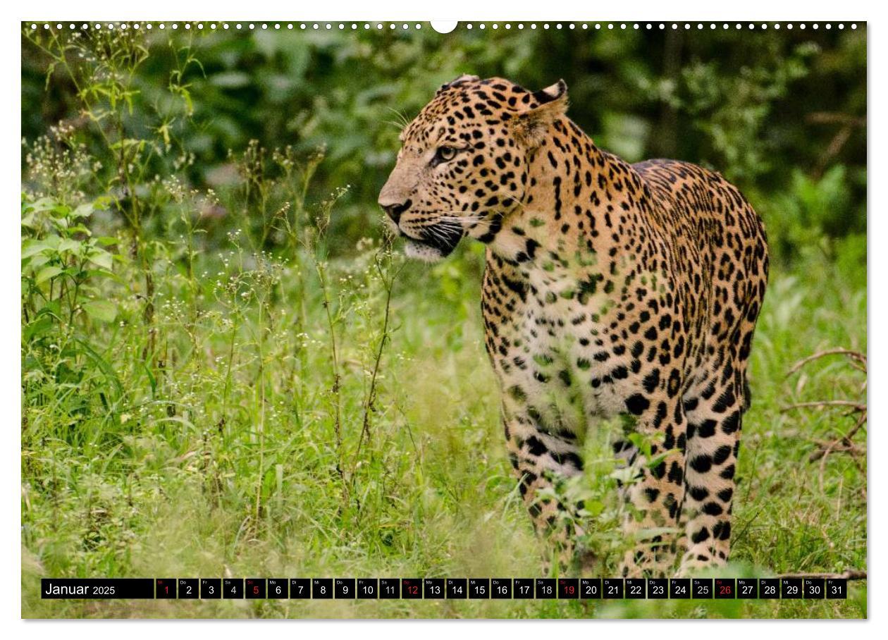 Bild: 9783435737727 | Die Lautlosen. Geparden und Leoparden (Wandkalender 2025 DIN A2...