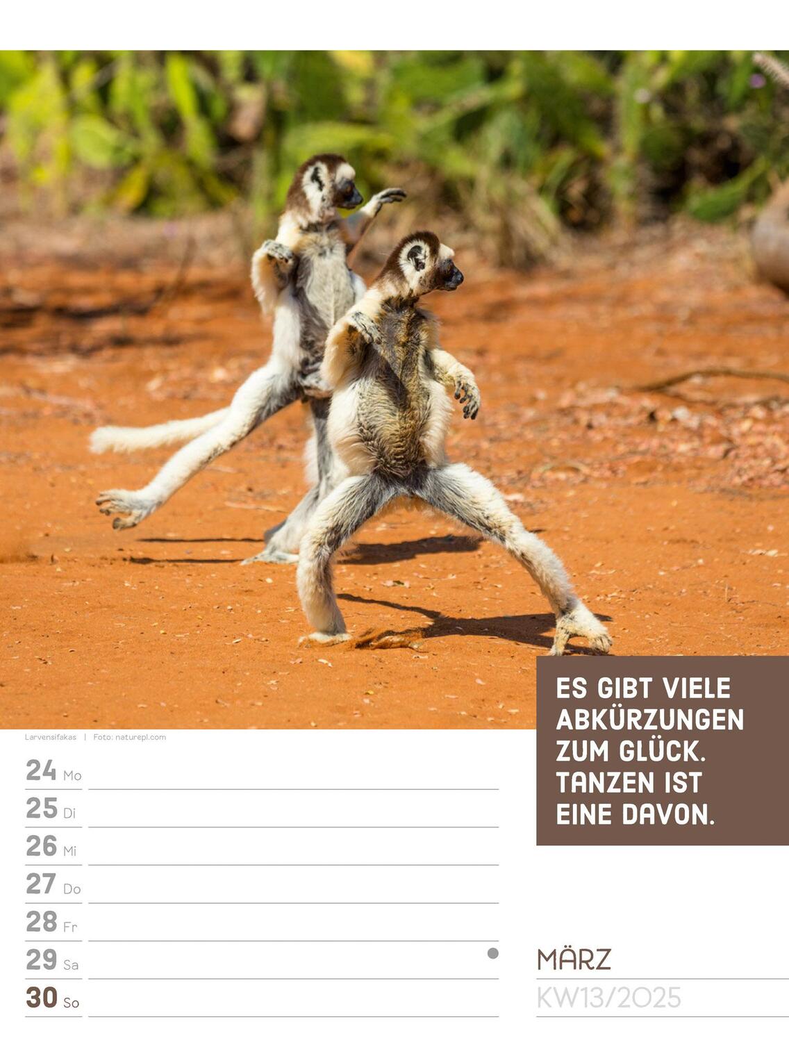 Bild: 9783838425962 | Tierisch! Sprüchekalender - Wochenplaner Kalender 2025 | Kunstverlag