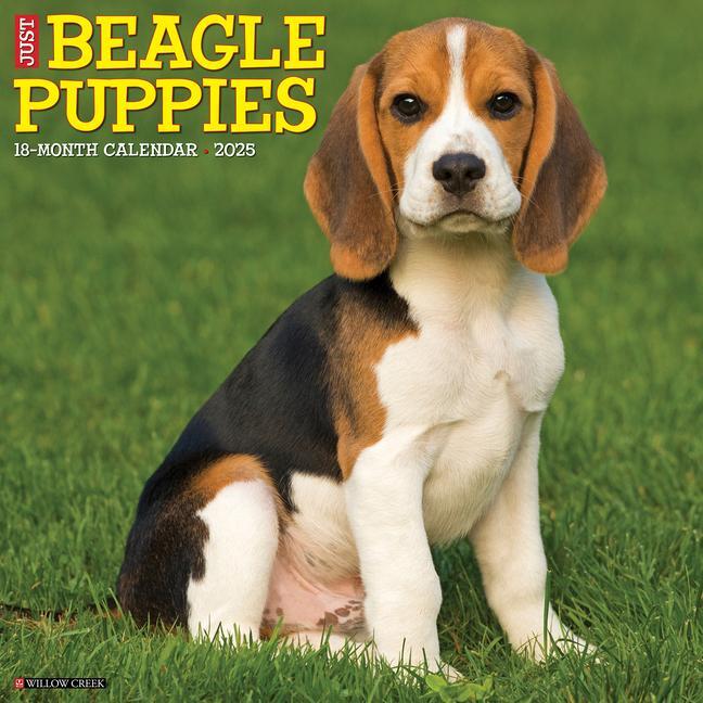 Cover: 9781549241642 | Just Beagle Puppies 2025 12 X 12 Wall Calendar | Willow Creek Press