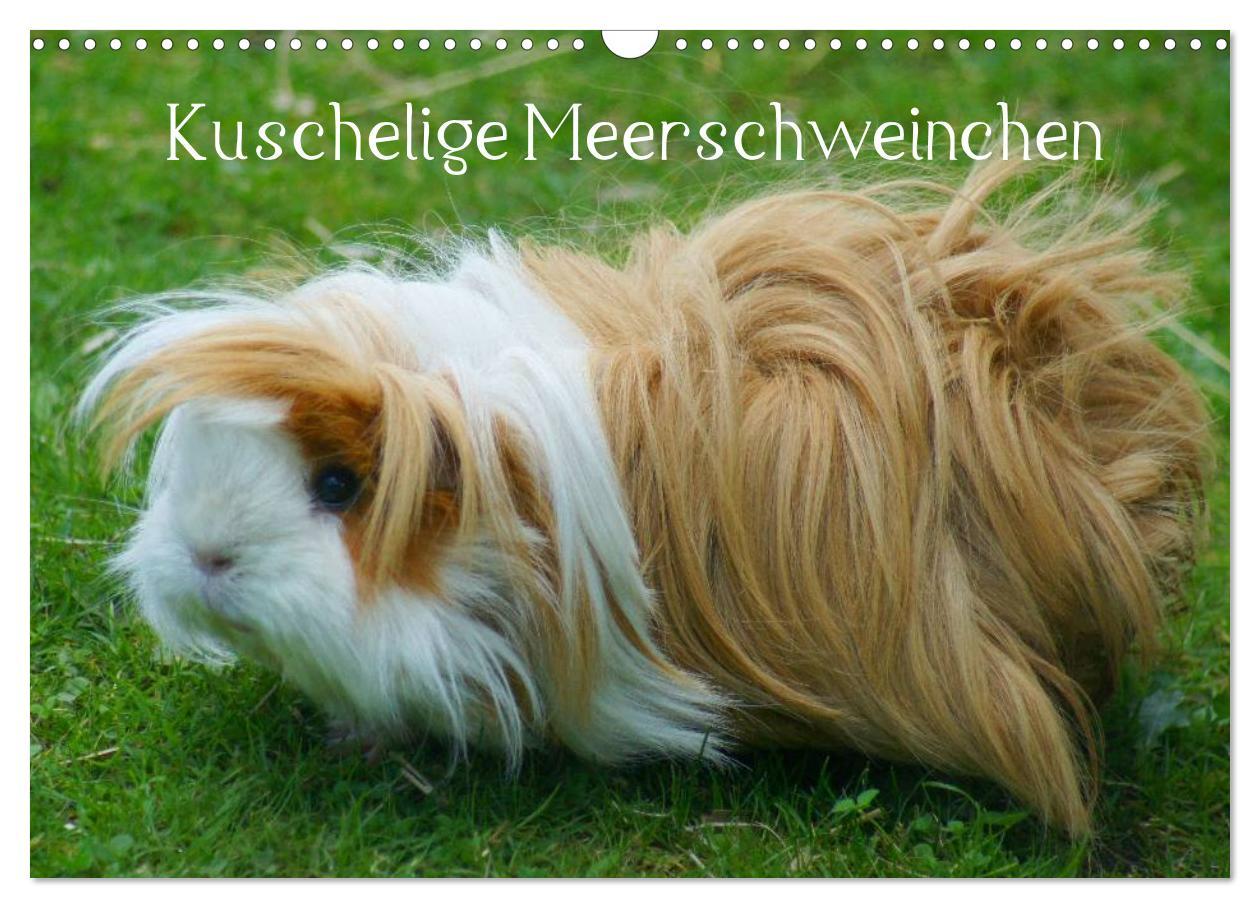 Cover: 9783435792054 | Kuschelige Meerschweinchen (Wandkalender 2025 DIN A3 quer),...