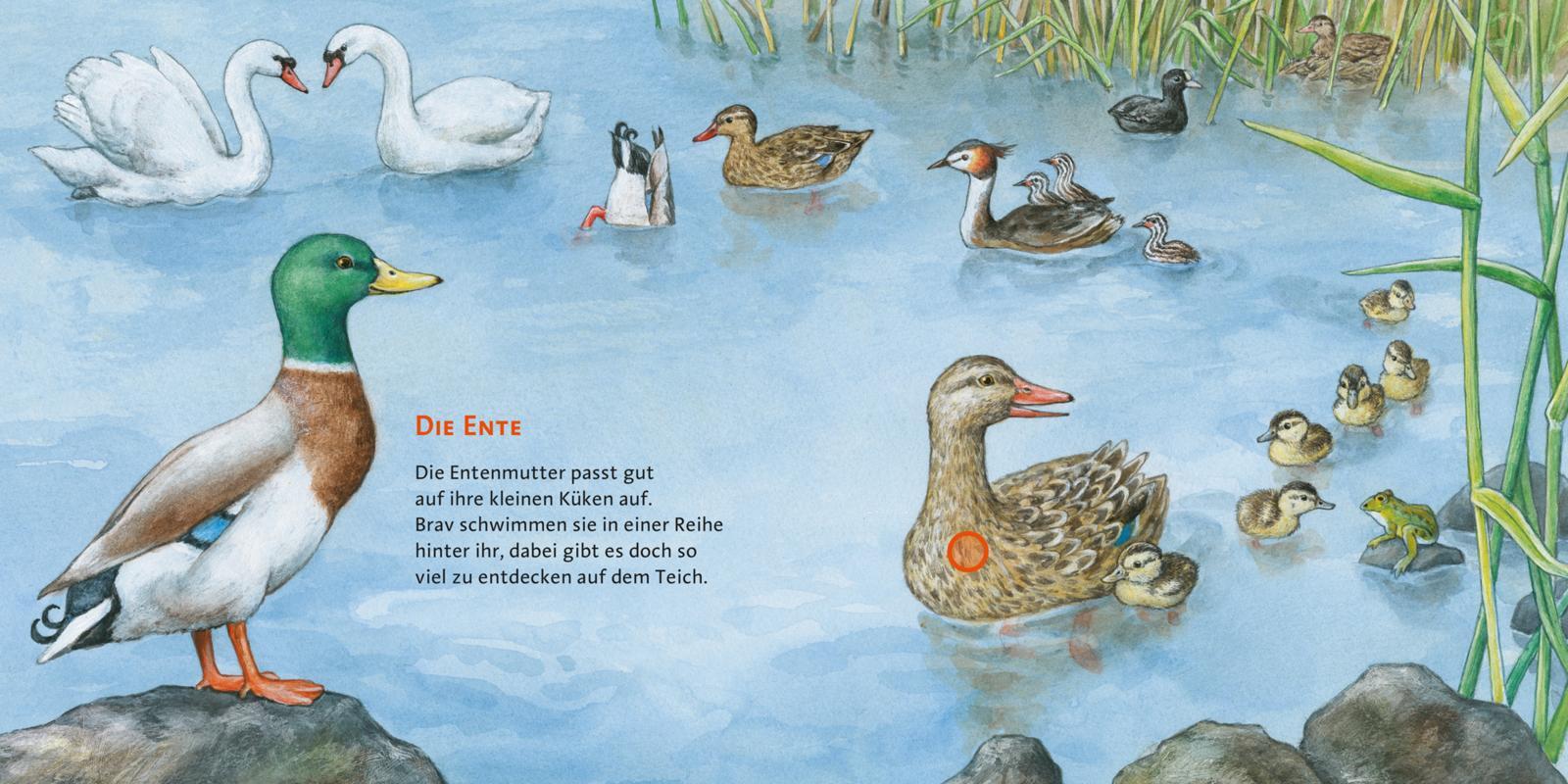 Bild: 9783551250087 | Hör mal (Soundbuch): Unsere Vögel | Anne Möller | Buch | Unzerr.