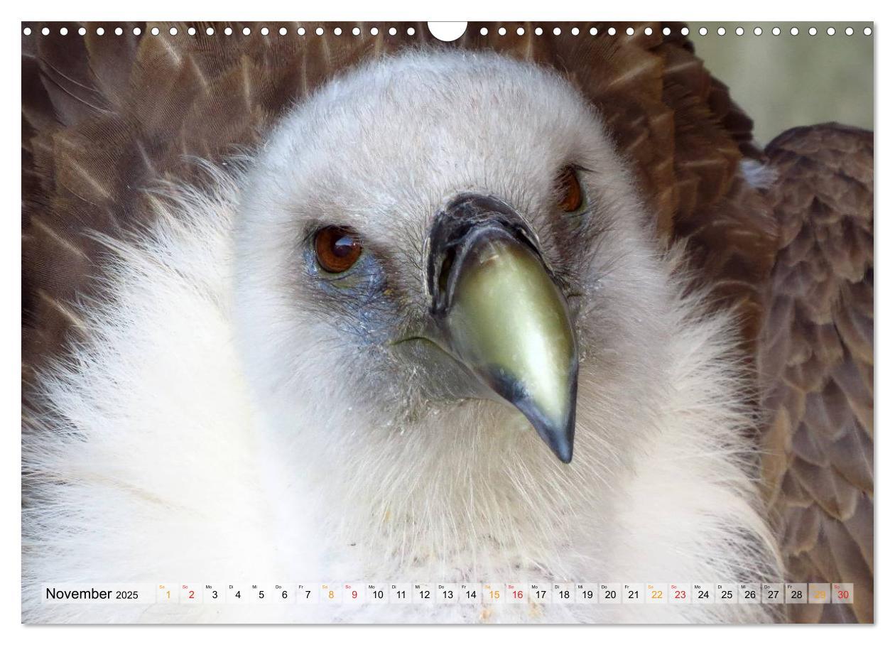 Bild: 9783435559640 | Majestätische Greifvögel (Wandkalender 2025 DIN A3 quer), CALVENDO...