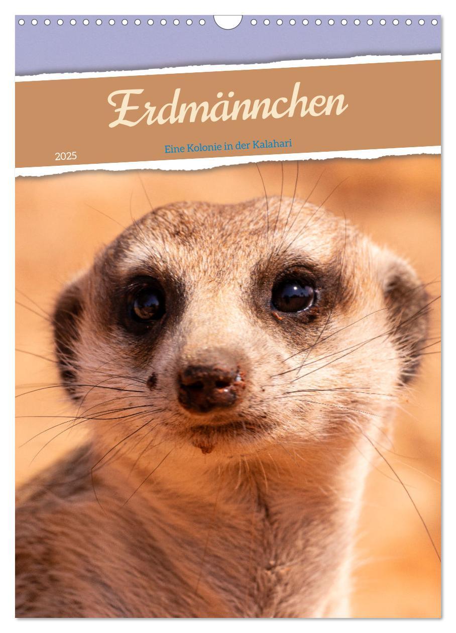 Cover: 9783435853687 | Erdmännchen - Eine Kolonie in der Kalahari (Wandkalender 2025 DIN...