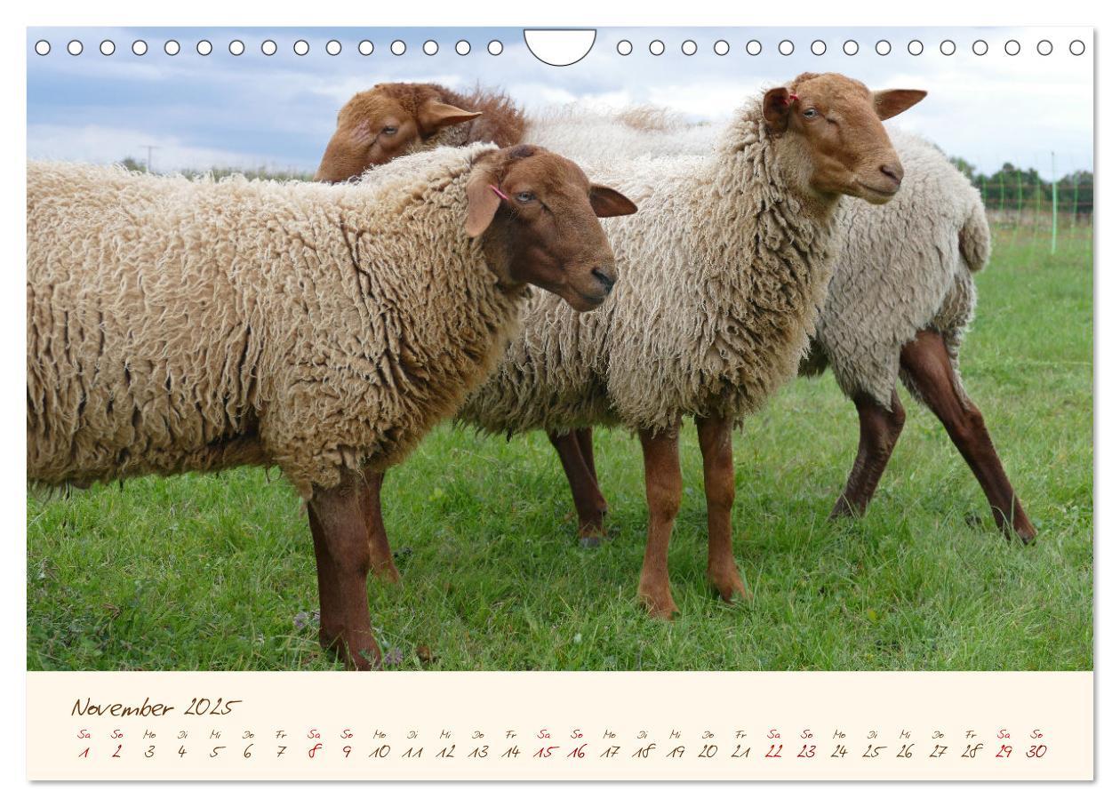 Bild: 9783435173259 | Coburger Fuchsschaf (Wandkalender 2025 DIN A4 quer), CALVENDO...