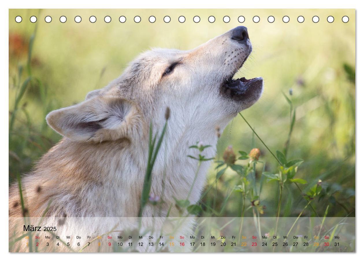 Bild: 9783435410262 | Wolfshunde 2025 (Tischkalender 2025 DIN A5 quer), CALVENDO...