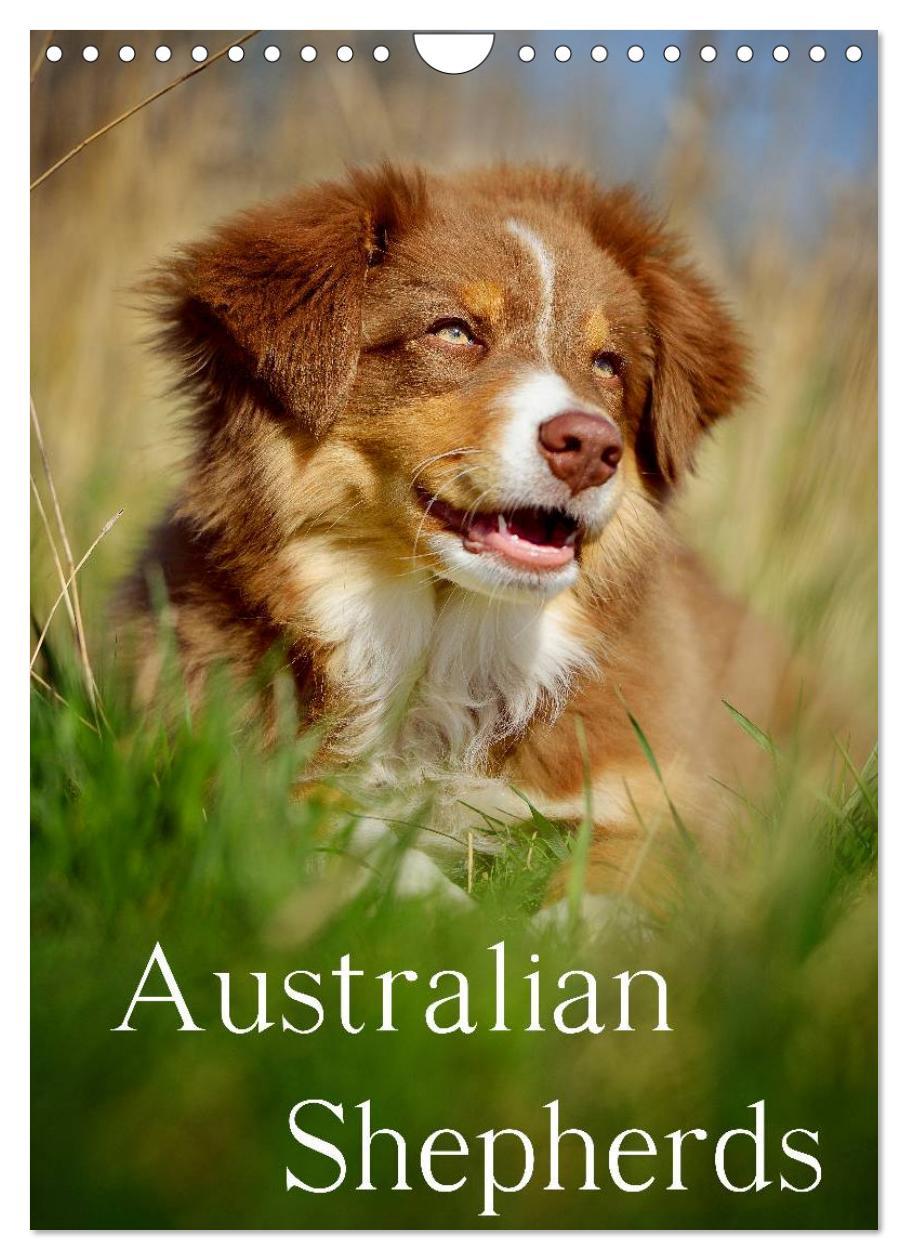 Cover: 9783457065143 | Australian Shepherds (Wandkalender 2025 DIN A4 hoch), CALVENDO...