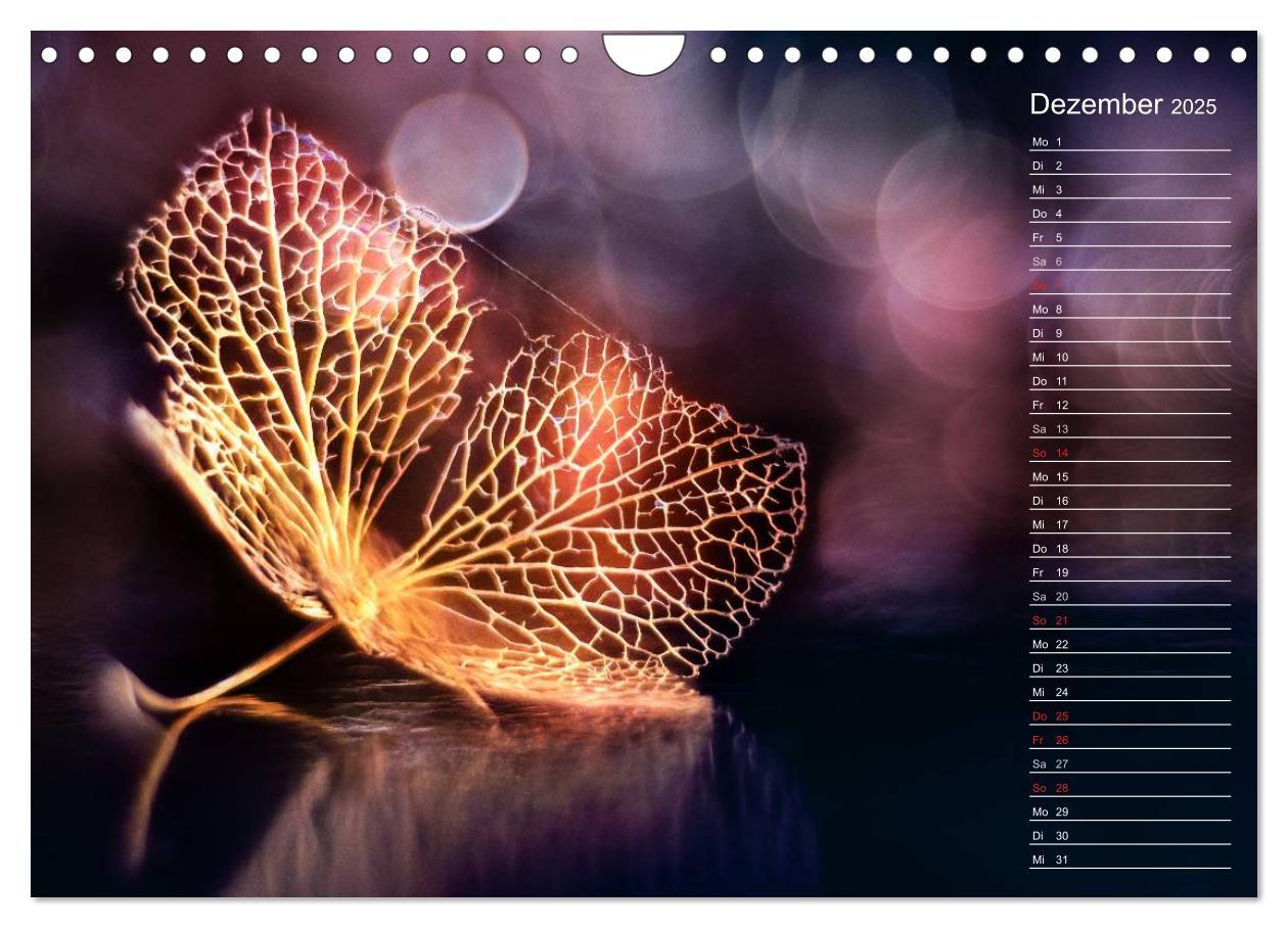 Bild: 9783435507412 | Die Hortensie und ihre vielen Gesichter (Wandkalender 2025 DIN A4...