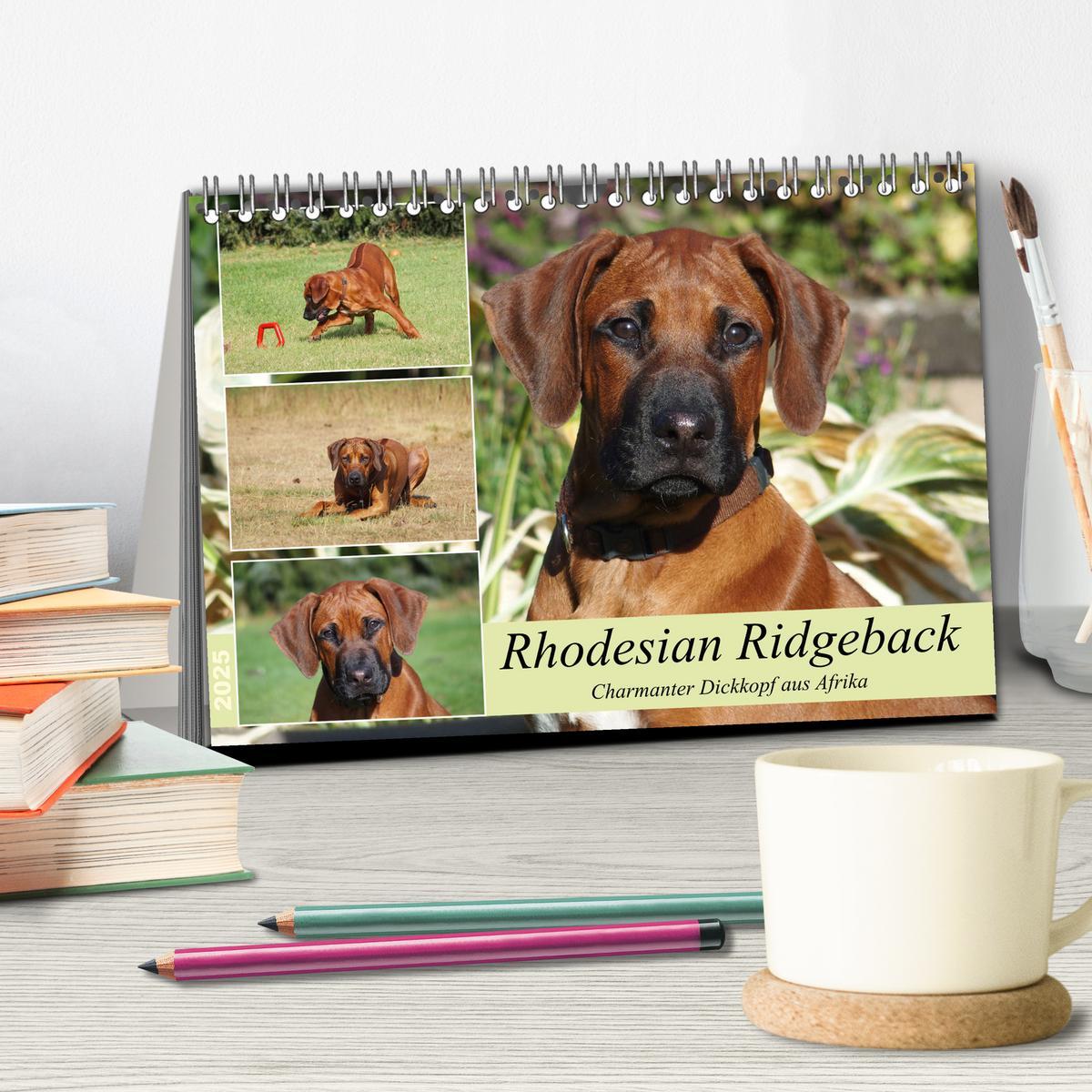 Bild: 9783383983535 | Rhodesian Ridgeback - Charmanter Dickkopf aus Afrika (Tischkalender...