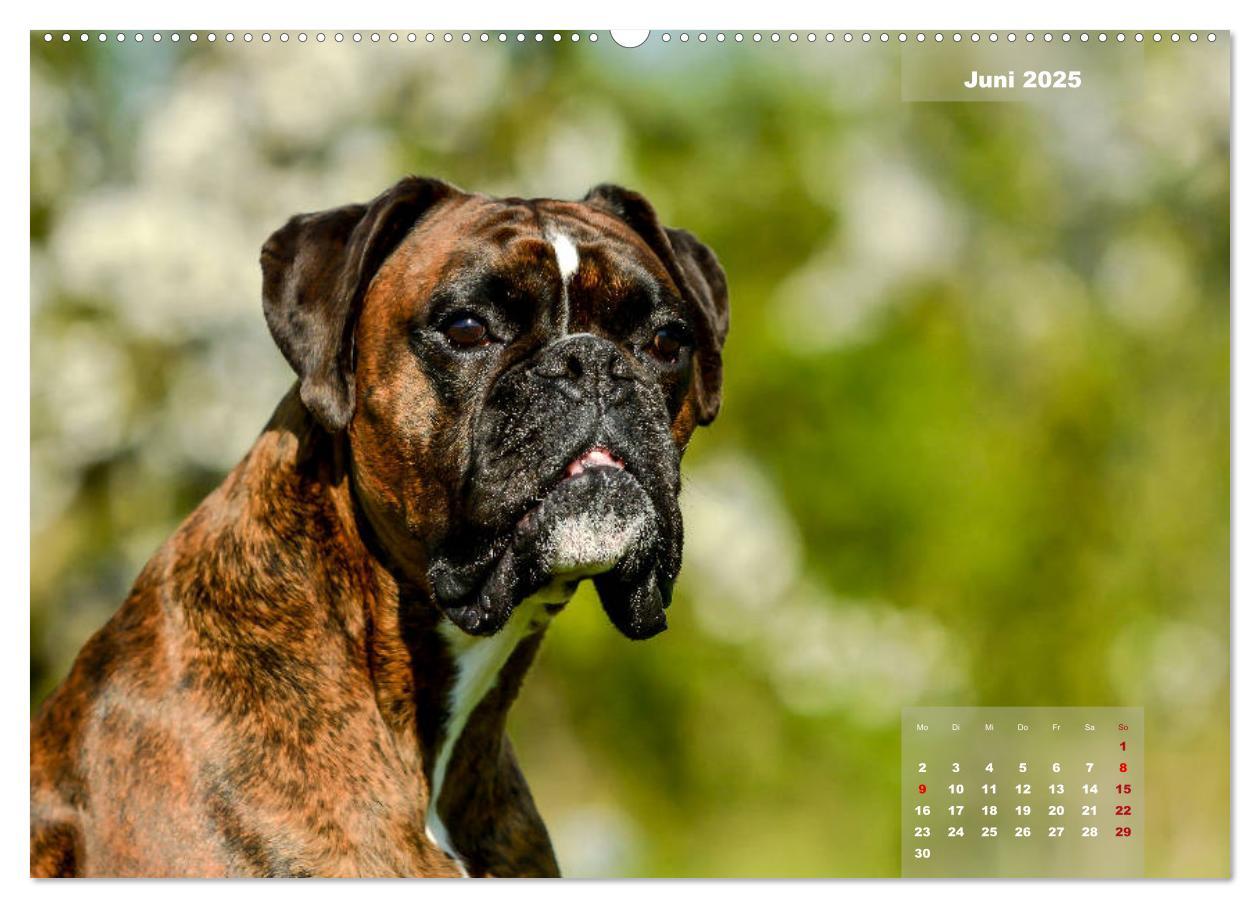 Bild: 9783435179039 | Einmal Boxer - immer Boxer (Wandkalender 2025 DIN A2 quer),...