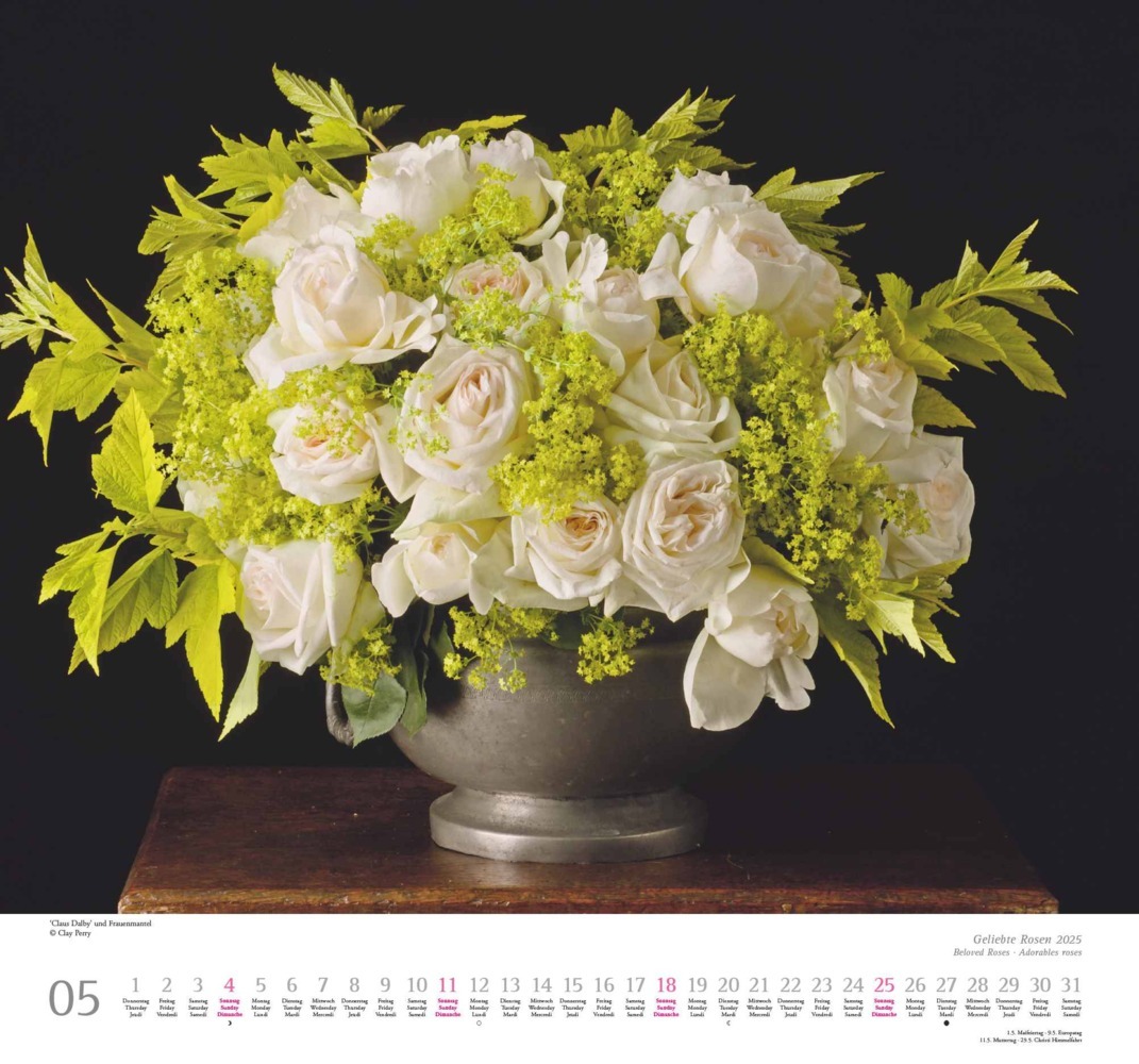 Bild: 4250809653082 | DUMONT - Geliebte Rosen 2025 Wandkalender, 30x30cm, Kalender mit...