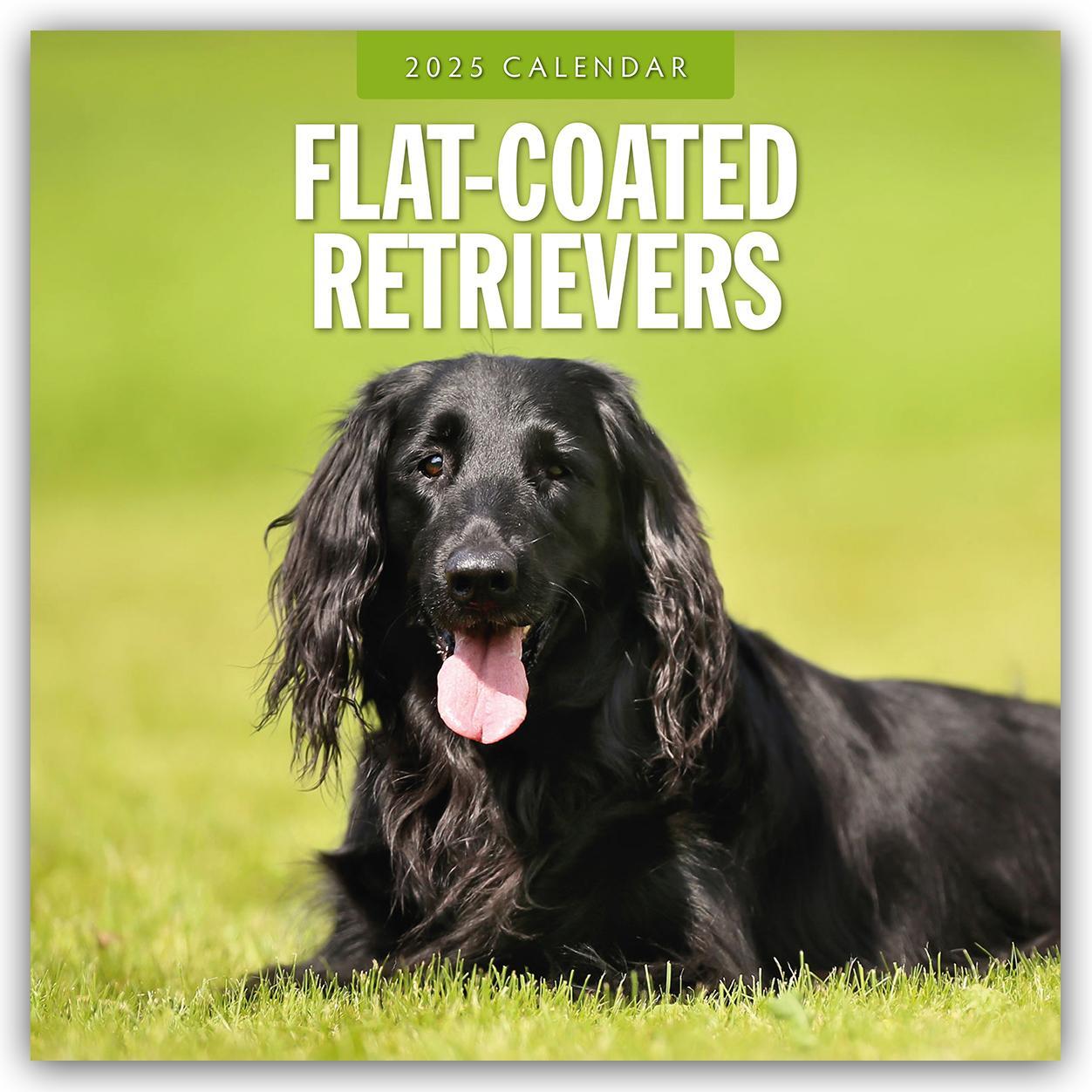 Cover: 9781804424612 | Flat-Coated Retrievers - Flat Coated Retriever 2025 -...