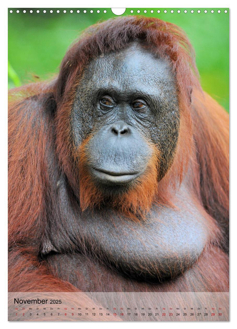 Bild: 9783435965205 | Orang Utans aus Borneo (Wandkalender 2025 DIN A3 hoch), CALVENDO...