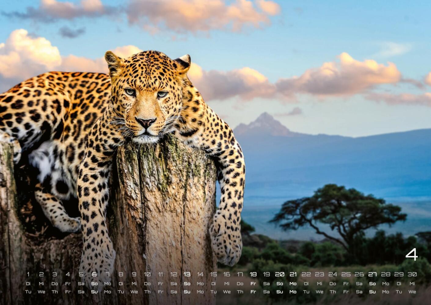 Bild: 9783986734374 | Afrikas Tierwelt - Der Tierkalender - 2025 - Kalender DIN A2 | 15 S.