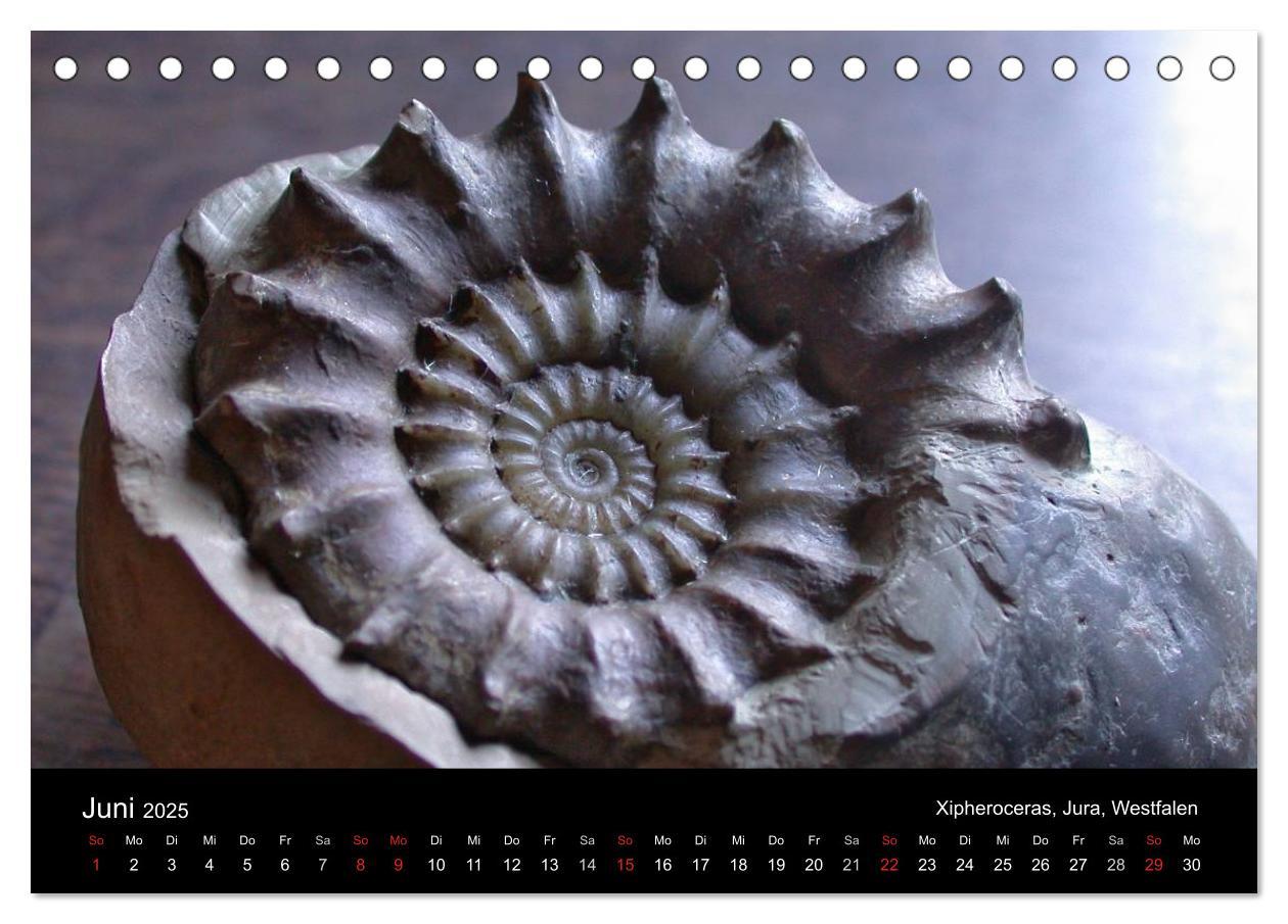 Bild: 9783435770205 | Fossilien - Zeugen der Urzeit (Tischkalender 2025 DIN A5 quer),...