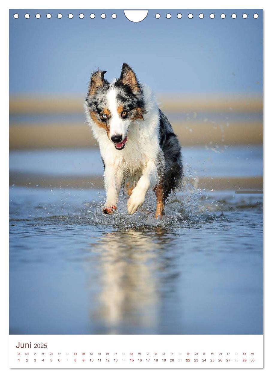 Bild: 9783457065143 | Australian Shepherds (Wandkalender 2025 DIN A4 hoch), CALVENDO...