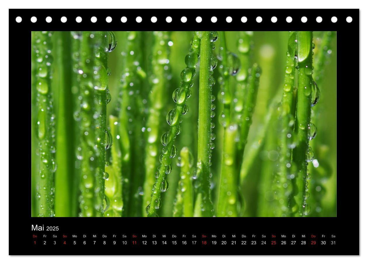 Bild: 9783435838981 | Meine kleine grüne Wassertropfen Welt (Tischkalender 2025 DIN A5...