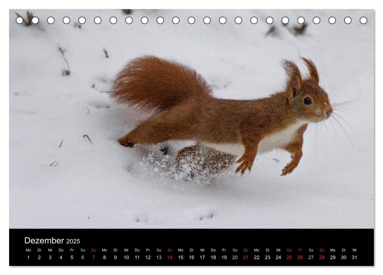 Bild: 9783435669271 | Mit dem Eichhörnchen durchs Jahr (Tischkalender 2025 DIN A5 quer),...