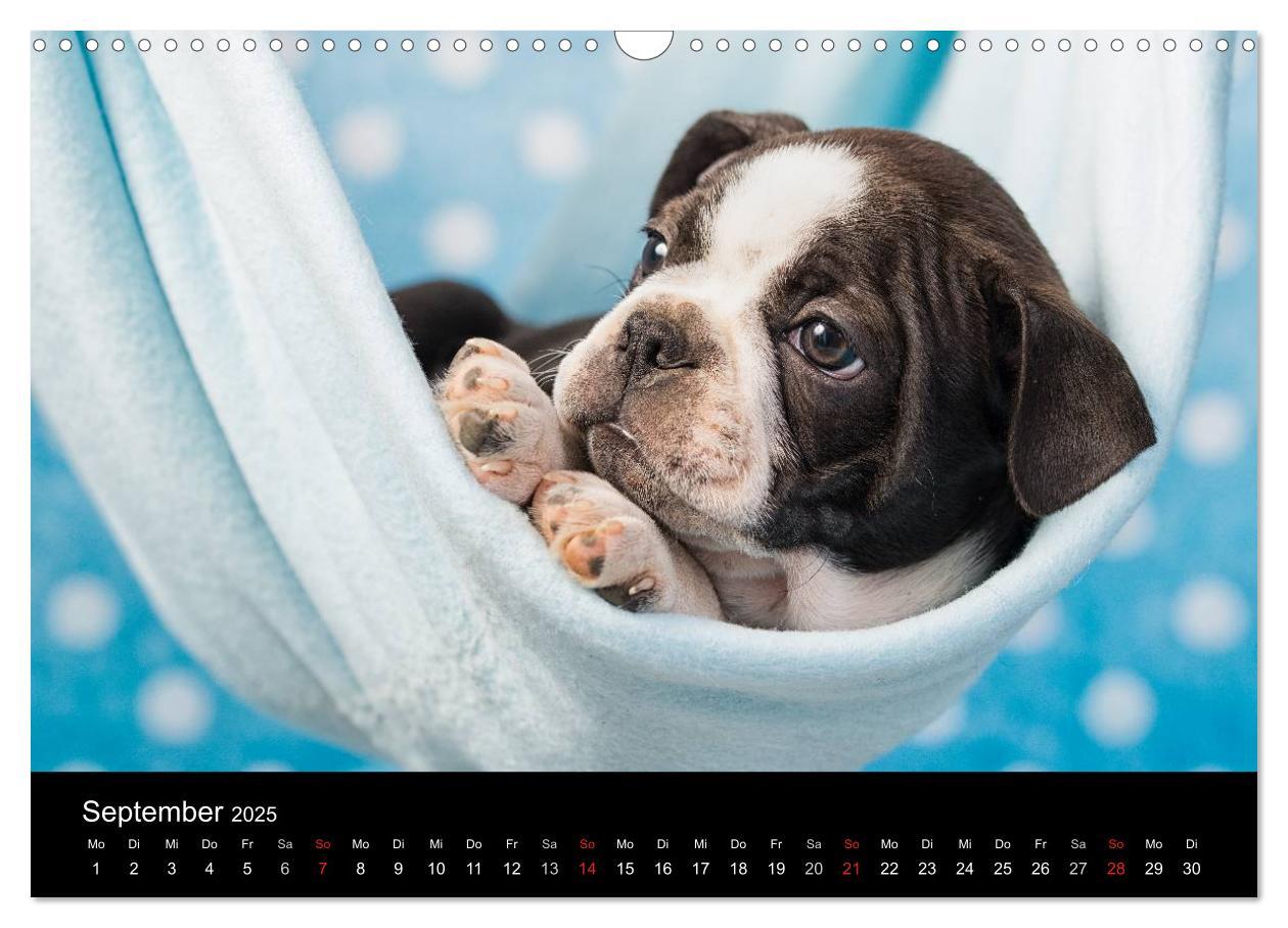 Bild: 9783435613892 | Colored Boston Terrier 2025 (Wandkalender 2025 DIN A3 quer),...