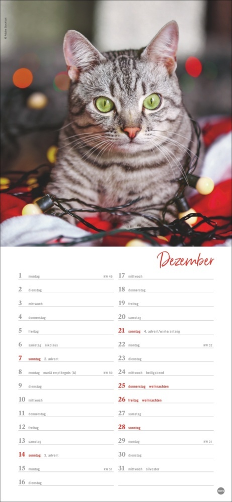 Bild: 9783756406159 | Katzen slim - Auf sanften Pfoten Kalender 2025 | Kalender | 13 S.