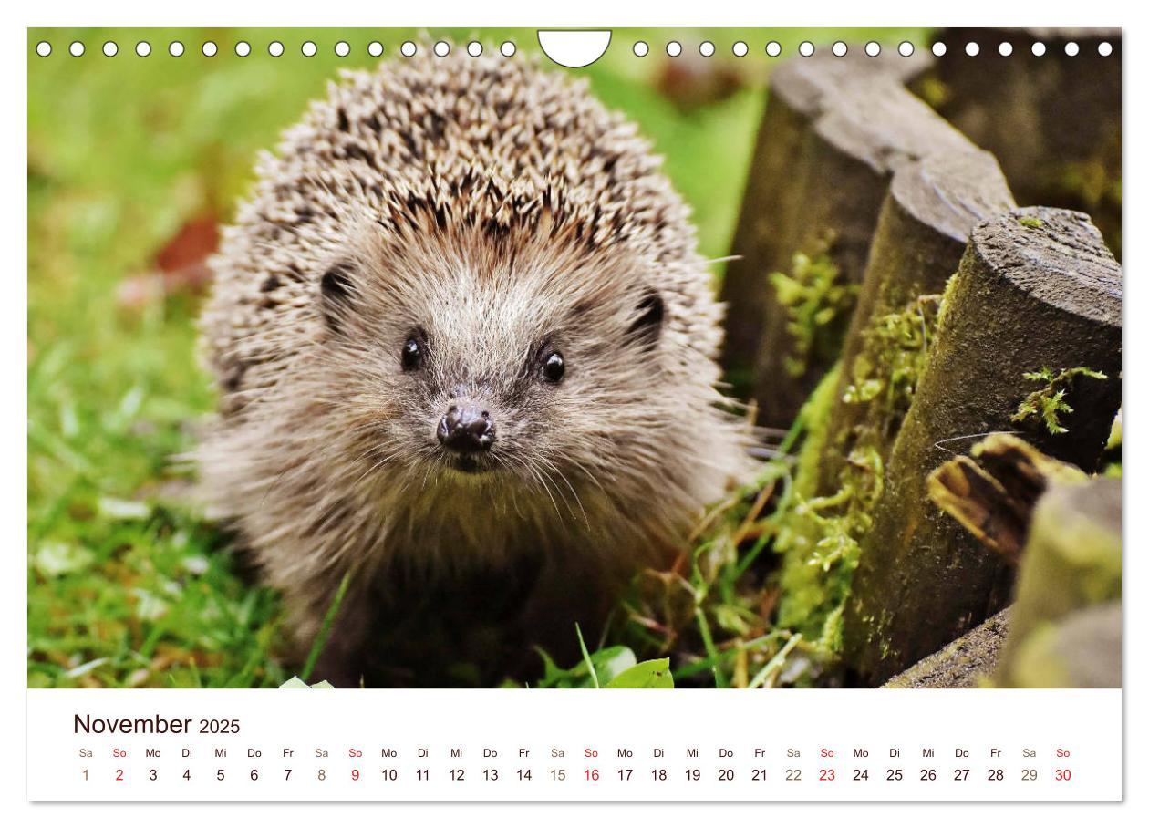 Bild: 9783435473052 | Igel 2025. Tierische Impressionen (Wandkalender 2025 DIN A4 quer),...