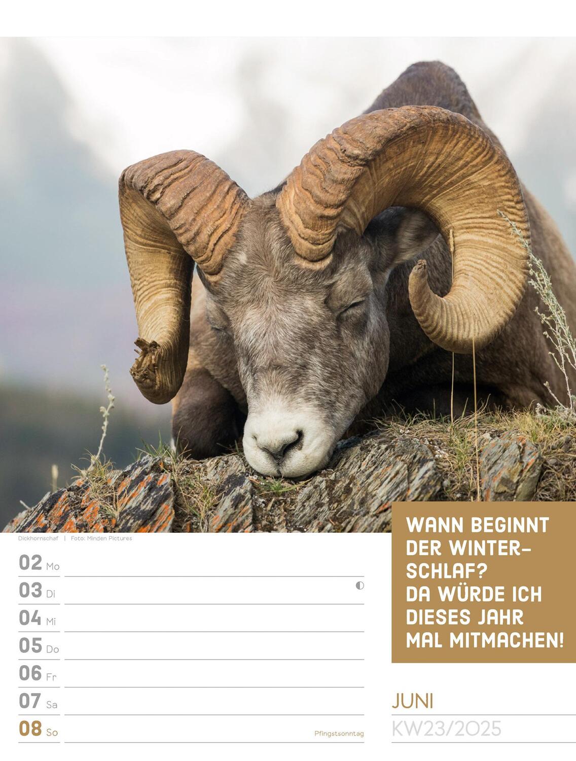 Bild: 9783838425962 | Tierisch! Sprüchekalender - Wochenplaner Kalender 2025 | Kunstverlag