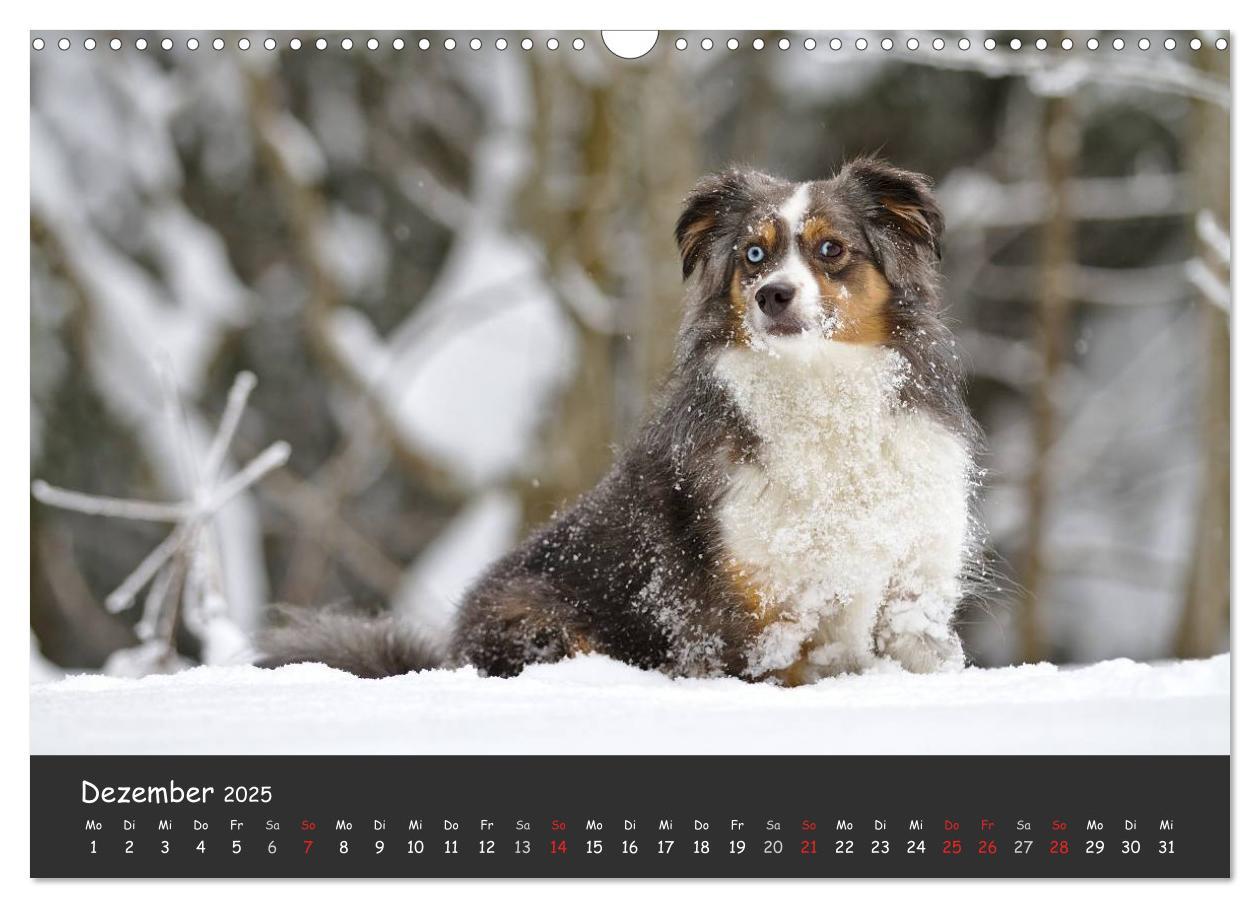 Bild: 9783435582327 | Australian Shepherd - Augenblicke (Wandkalender 2025 DIN A3 quer),...