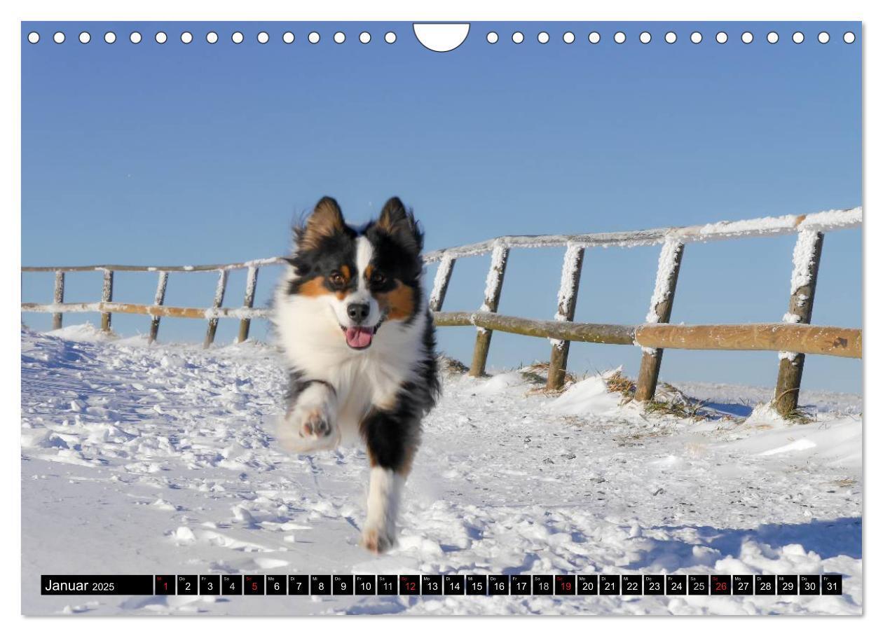 Bild: 9783435553624 | Australian Shepherd - Lebensfreude auf vier Pfoten (Wandkalender...