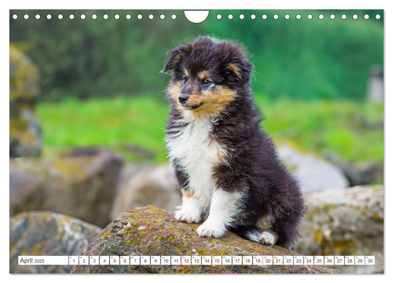 Bild: 9783457169902 | Sheltie - Ein Stück vom Glück (Wandkalender 2025 DIN A4 quer),...