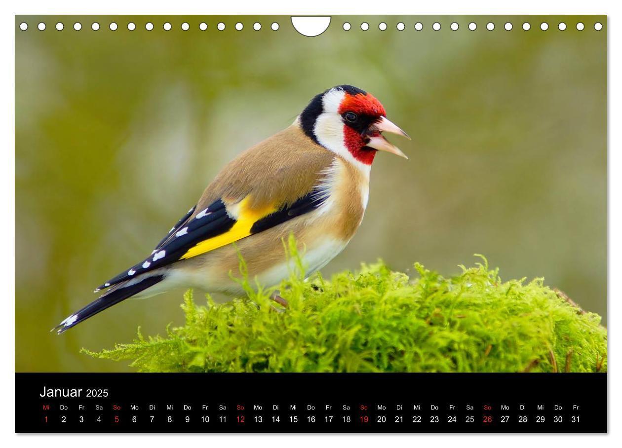 Bild: 9783435626670 | Singvögel in Deutschland (Wandkalender 2025 DIN A4 quer), CALVENDO...