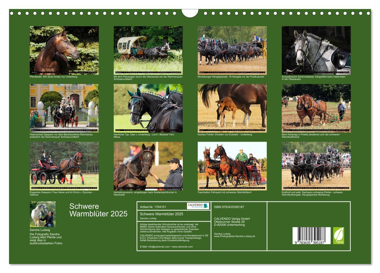 Bild: 9783435395187 | Schwere Warmblüter 2025 (Wandkalender 2025 DIN A3 quer), CALVENDO...