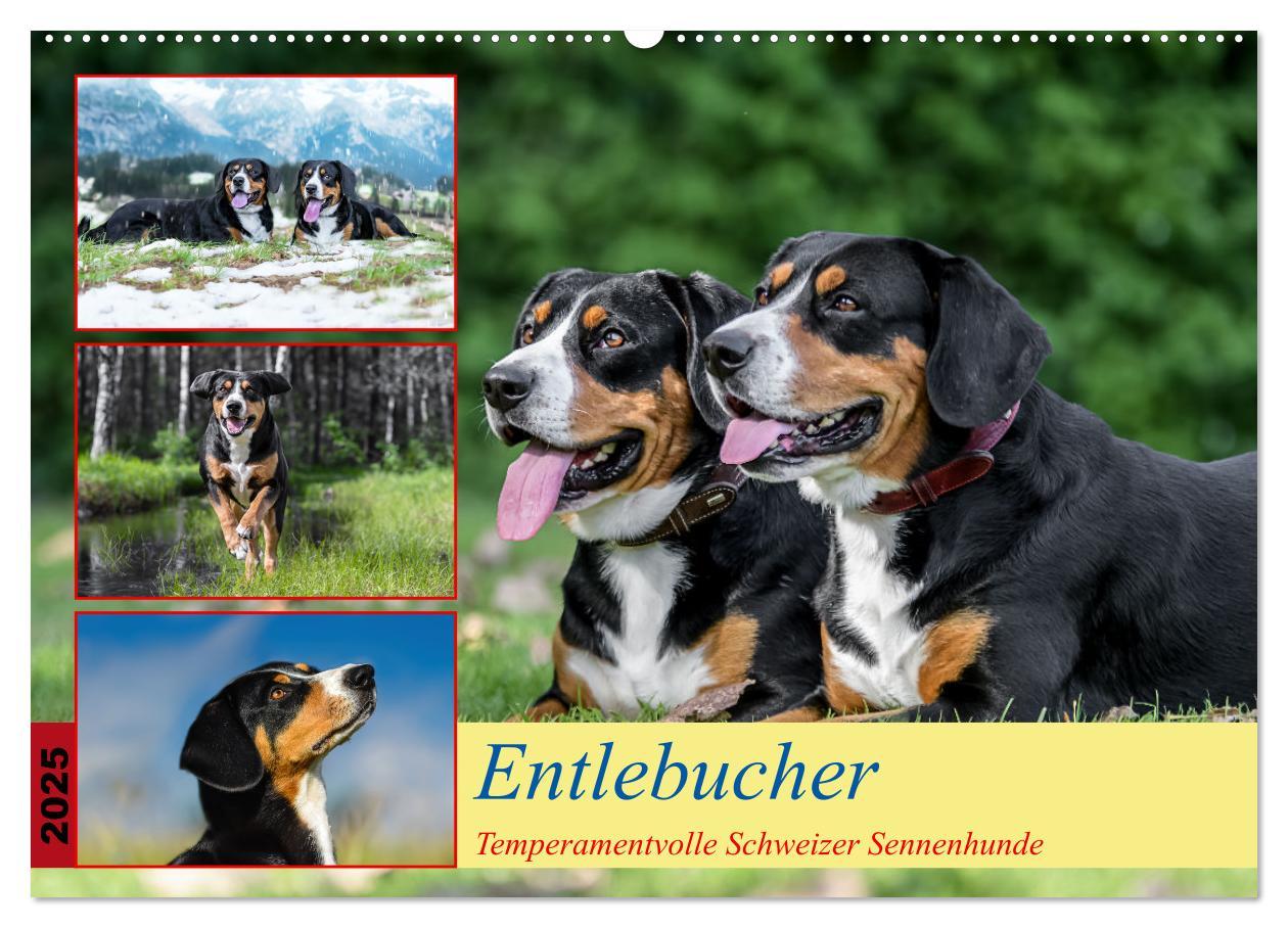 Cover: 9783457198971 | Entlebucher - Temperamentvolle Schweizer Sennenhunde (Wandkalender...