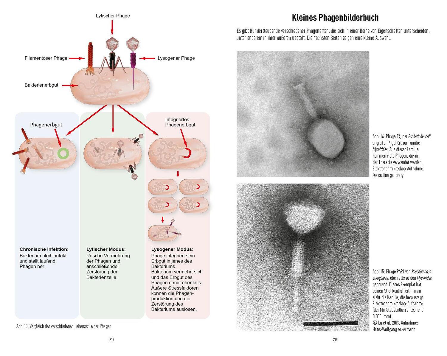 Bild: 9783517100432 | Bakteriophagen | Thomas Häusler (u. a.) | Taschenbuch | 224 S. | 2022