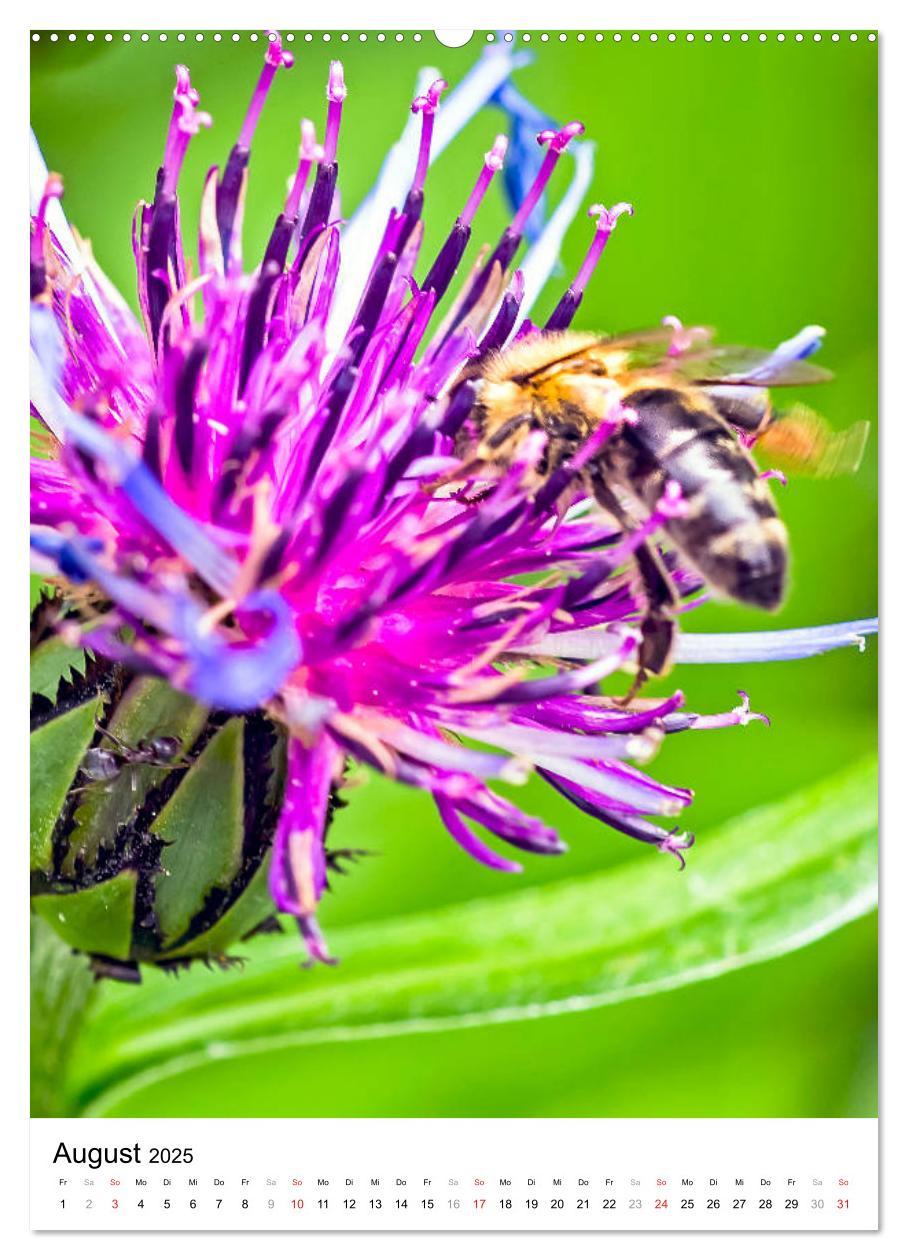 Bild: 9783435966219 | BIENEN - Kleine Nützlinge ganz nah (Wandkalender 2025 DIN A2 hoch),...