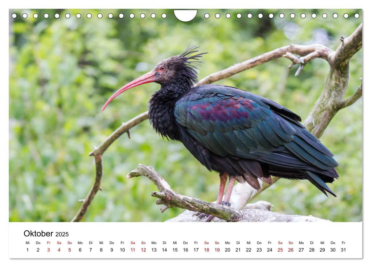 Bild: 9783435137046 | Der Waldrapp - Ein skurriler Vogel (Wandkalender 2025 DIN A4 quer),...