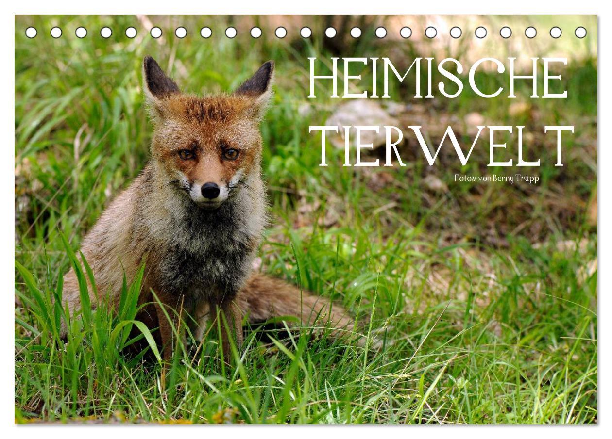 Cover: 9783435679072 | Heimische Tierwelt (Tischkalender 2025 DIN A5 quer), CALVENDO...