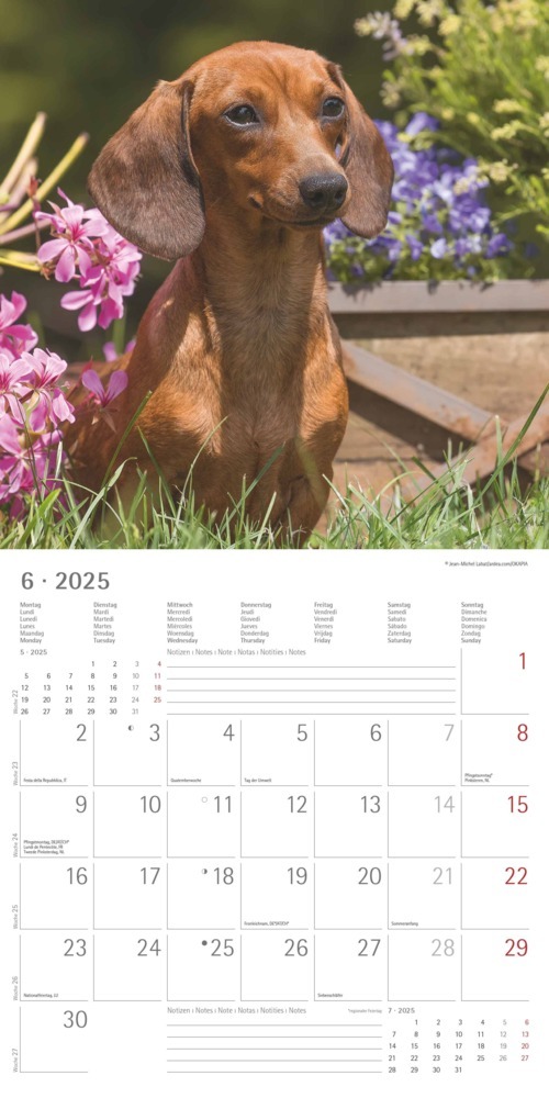 Bild: 4251732343033 | Alpha Edition - Dackel 2025 Broschürenkalender, 30x30cm,...