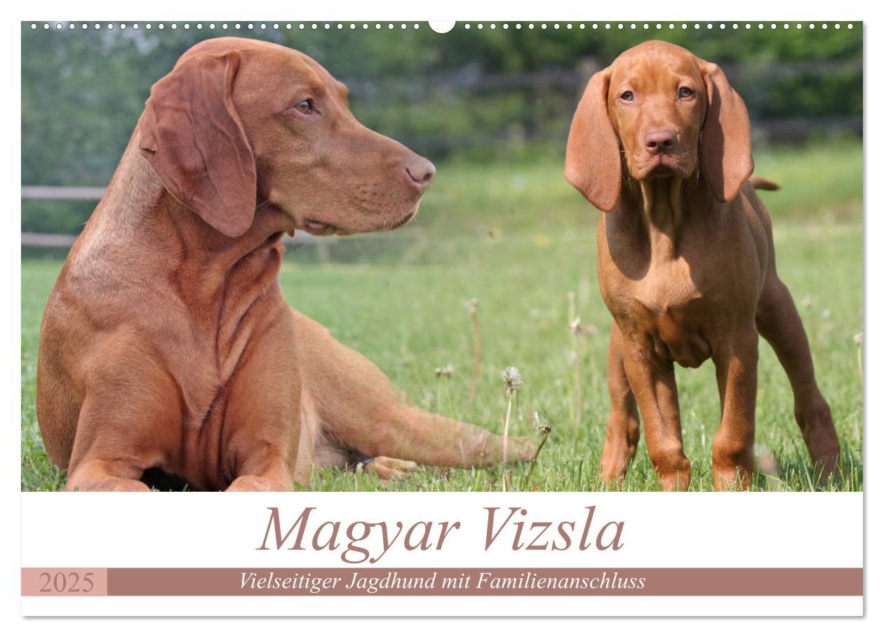 Cover: 9783435794157 | Magyar Vizsla - Vielseitiger Jagdhund mit Familienanschluss...