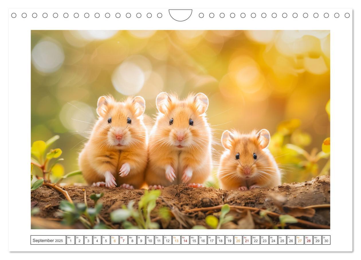 Bild: 9783435069958 | Lustige Hamster (Wandkalender 2025 DIN A4 quer), CALVENDO...