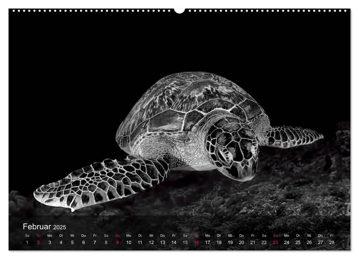 Bild: 9783435596959 | Schildkröten des Ozeans (Wandkalender 2025 DIN A2 quer), CALVENDO...