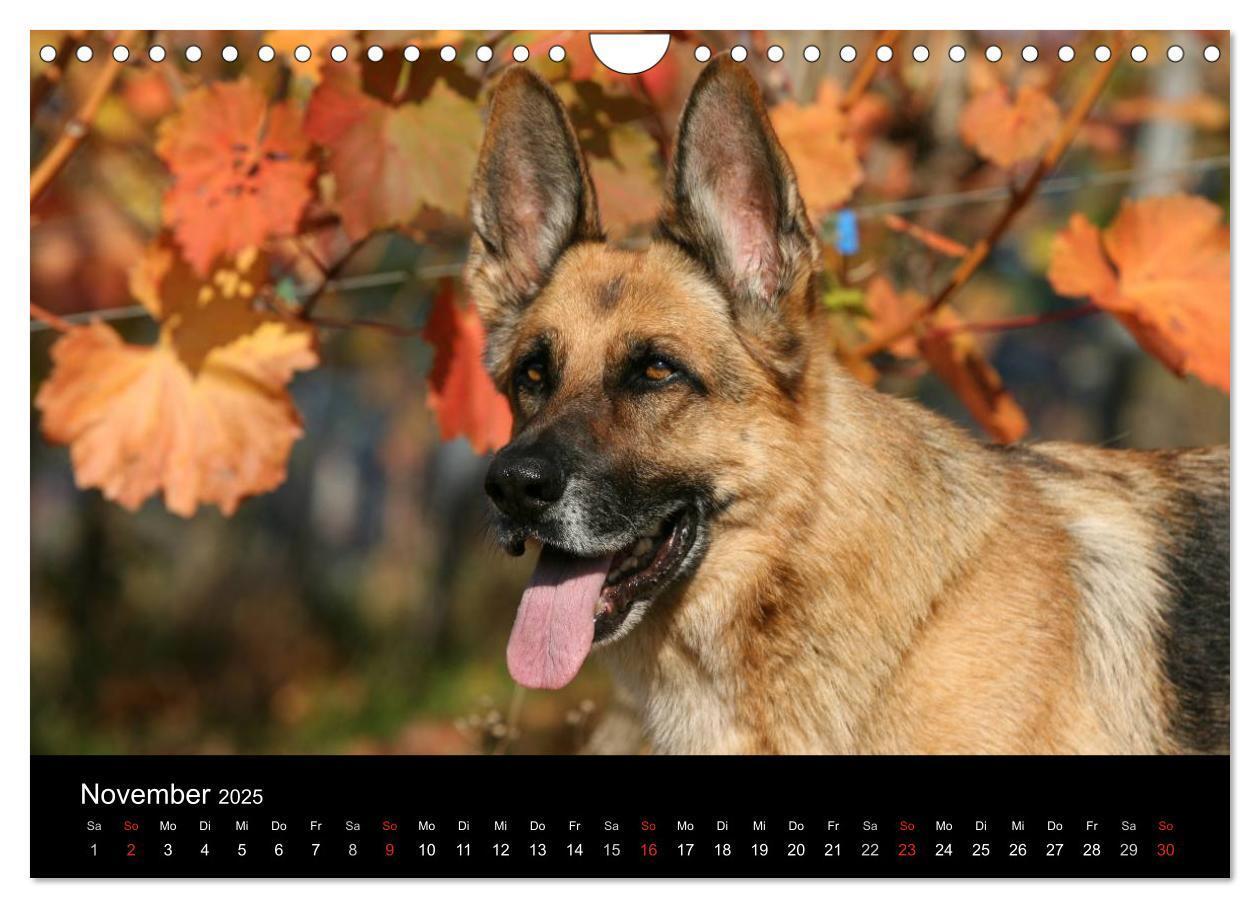 Bild: 9783435784011 | Mit dem Deutschen Schäferhund durch's Jahr (Wandkalender 2025 DIN...