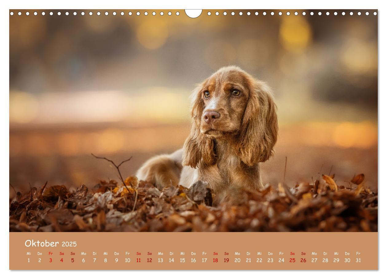 Bild: 9783383960314 | Englischer Cocker Spaniel (Wandkalender 2025 DIN A3 quer), CALVENDO...