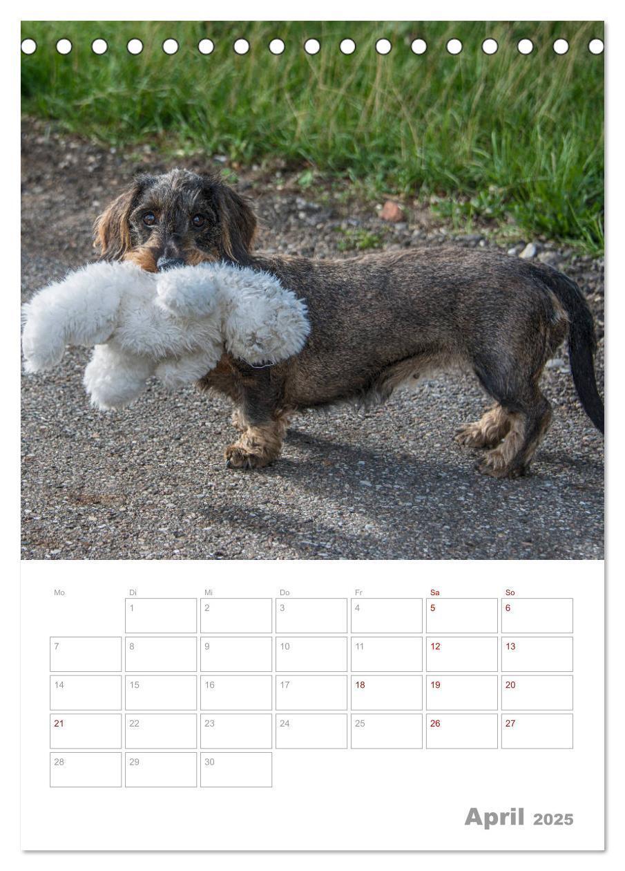 Bild: 9783435972951 | Dackelportraits (Tischkalender 2025 DIN A5 hoch), CALVENDO...