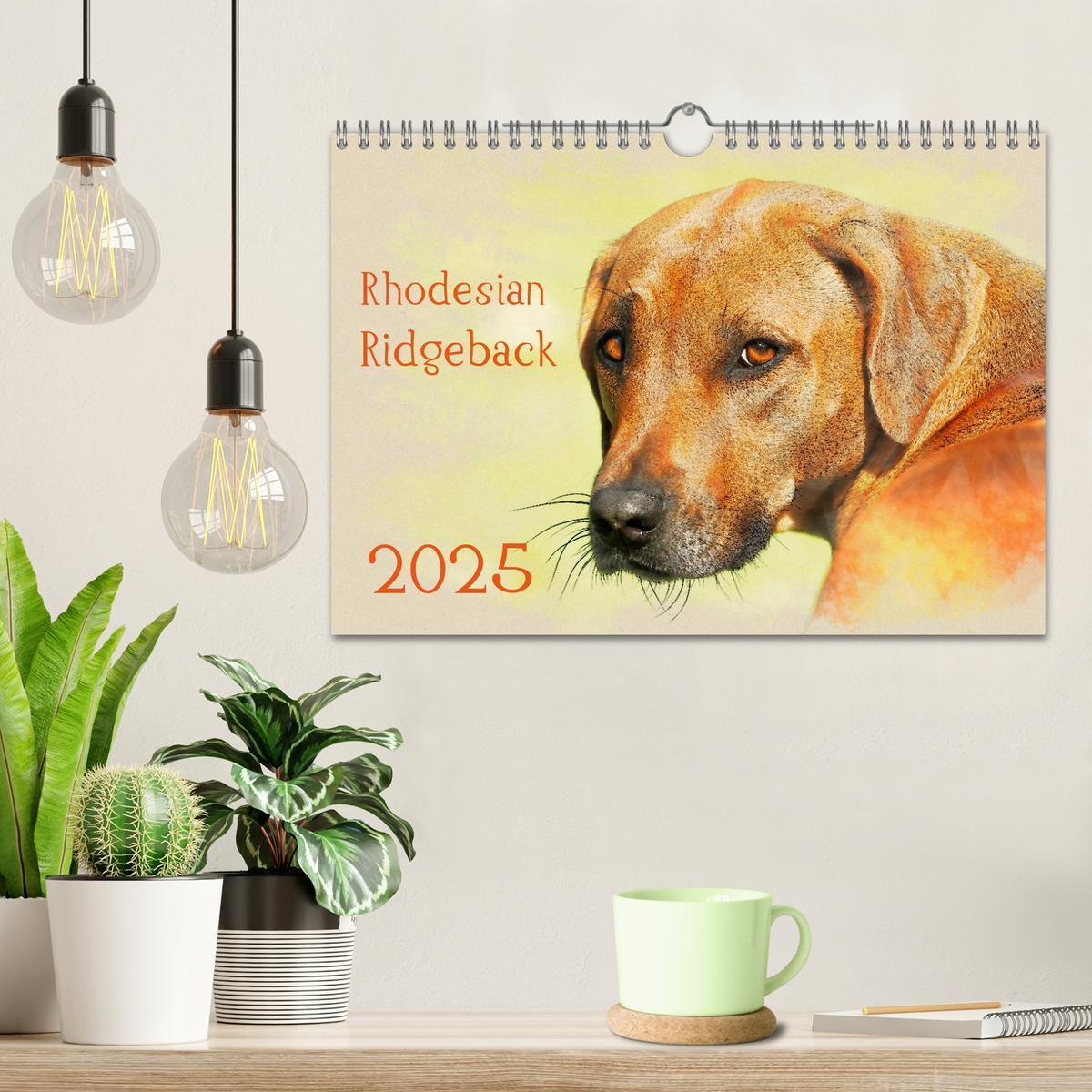 Bild: 9783435705627 | Rhodesian Ridgeback 2025 (Wandkalender 2025 DIN A4 quer), CALVENDO...