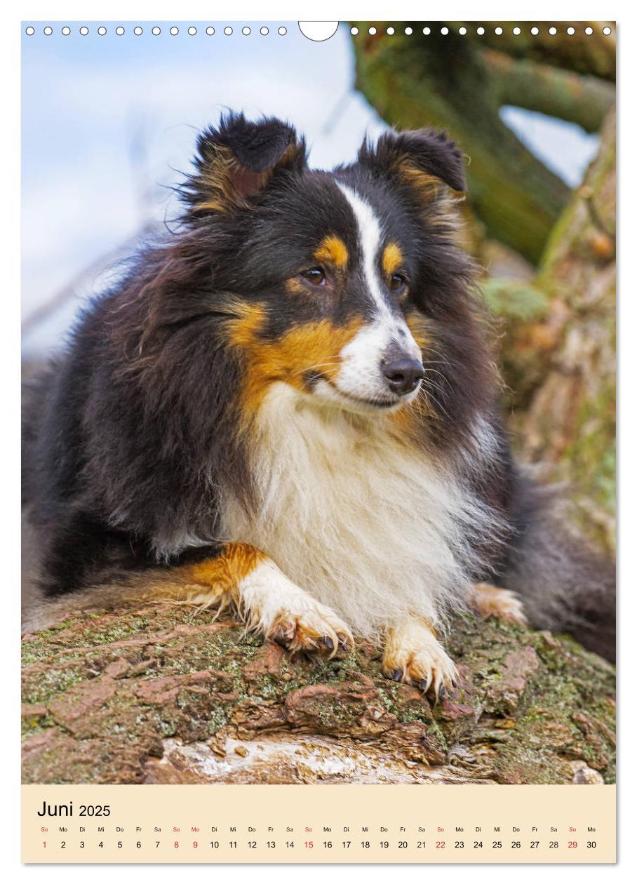 Bild: 9783435960101 | Sheltie - Wirbelwind auf 4 Pfoten (Wandkalender 2025 DIN A3 hoch),...