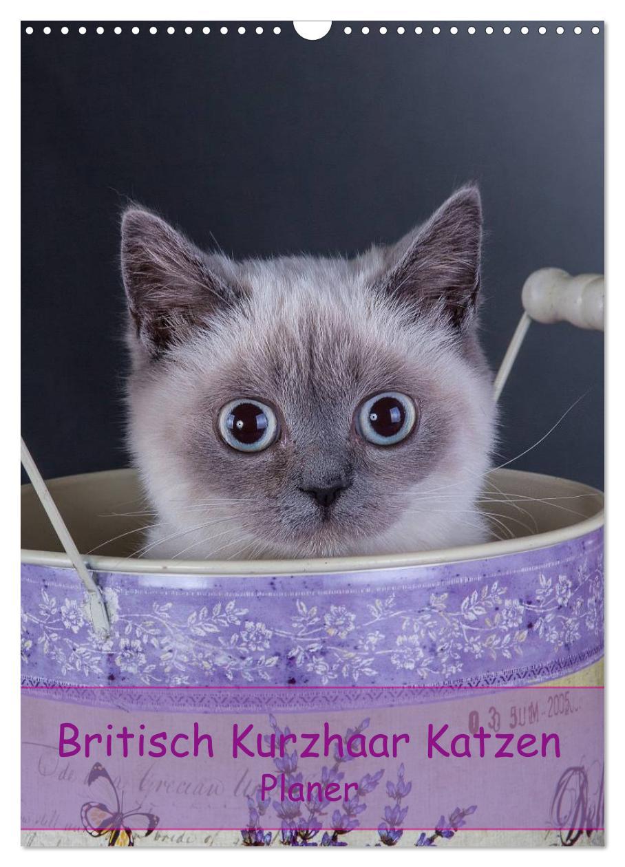 Cover: 9783457074480 | Britisch Kurzhaar Katzen - Planer (Wandkalender 2025 DIN A3 hoch),...