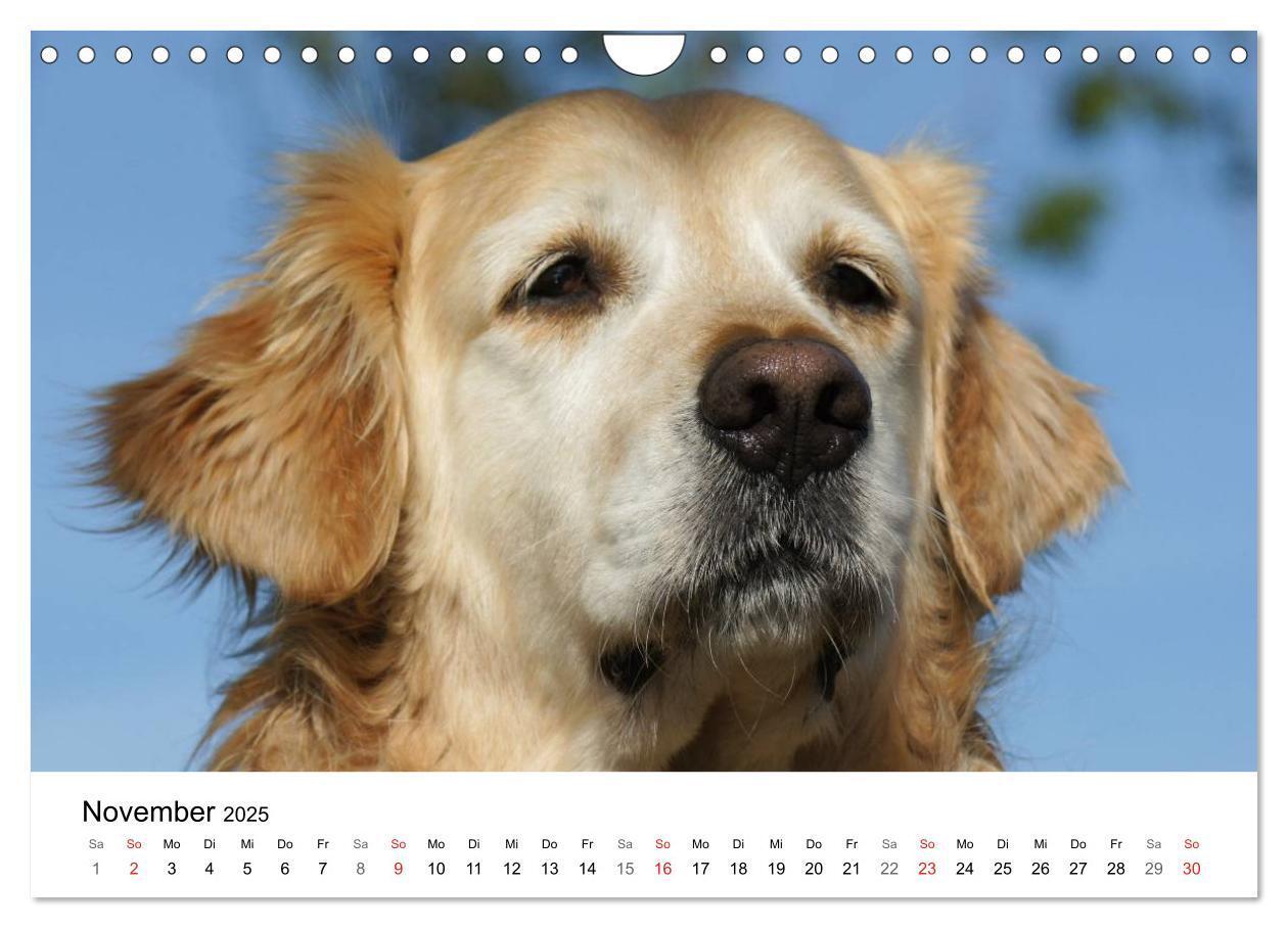 Bild: 9783435841028 | Golden Retriever Power (Wandkalender 2025 DIN A4 quer), CALVENDO...