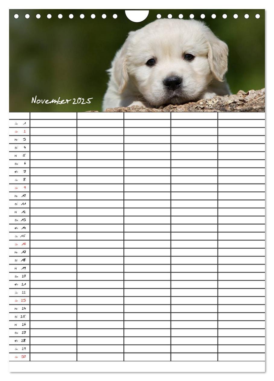 Bild: 9783457088562 | Familienplaner: Golden Retriever Welpen (Wandkalender 2025 DIN A4...