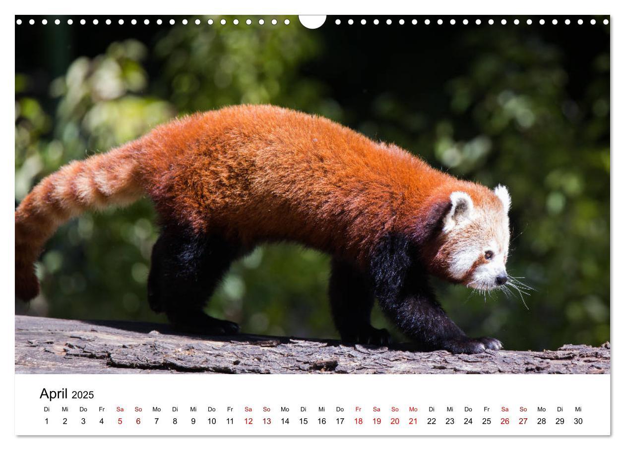 Bild: 9783435330140 | Rote Pandas - geschickte Kletterer (Wandkalender 2025 DIN A3 quer),...