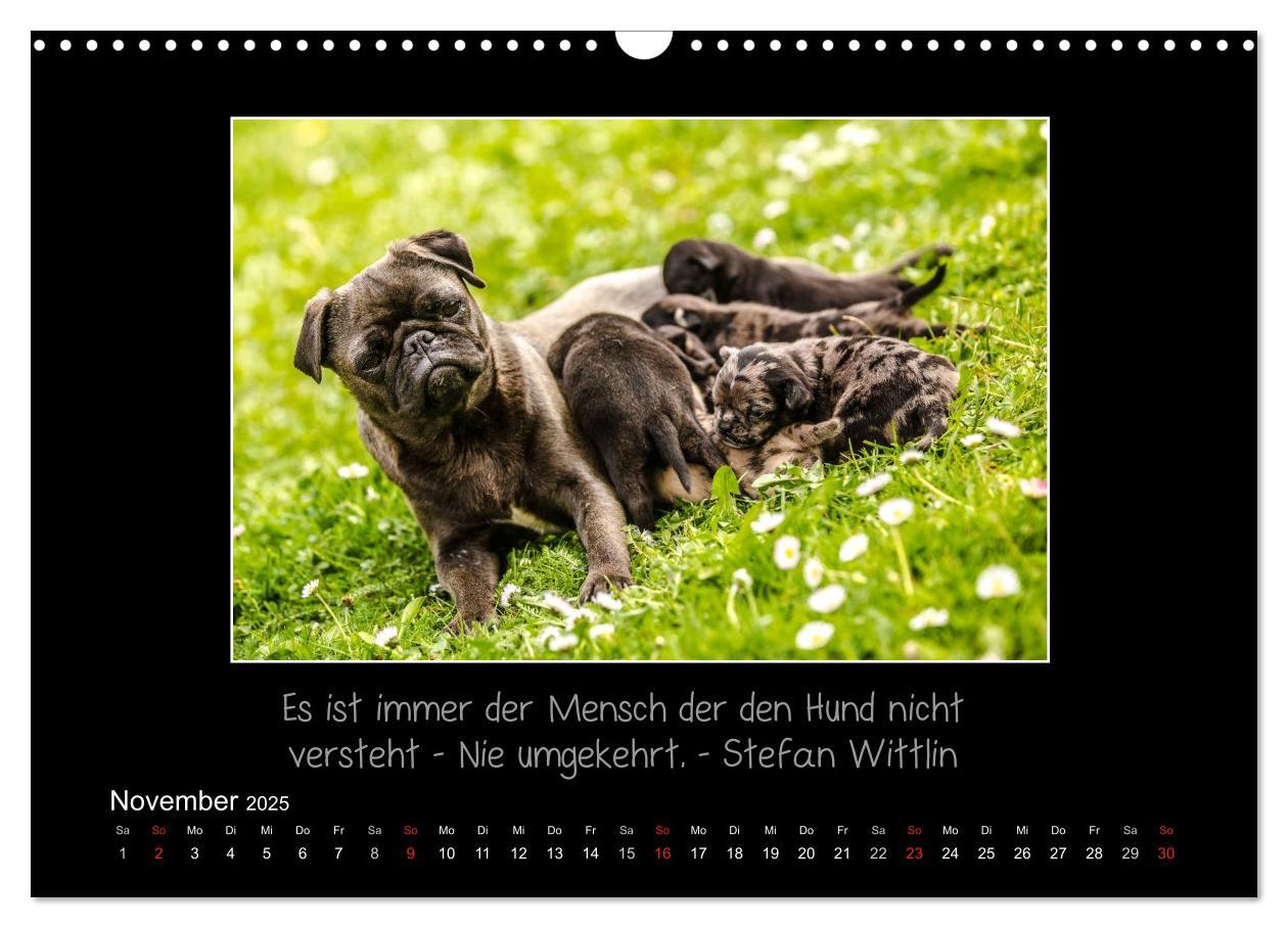 Bild: 9783435713288 | Möpse 2025 (Wandkalender 2025 DIN A3 quer), CALVENDO Monatskalender