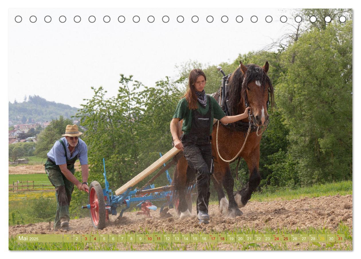 Bild: 9783435095247 | Zugpferde bei der Feldarbeit (Tischkalender 2025 DIN A5 quer),...